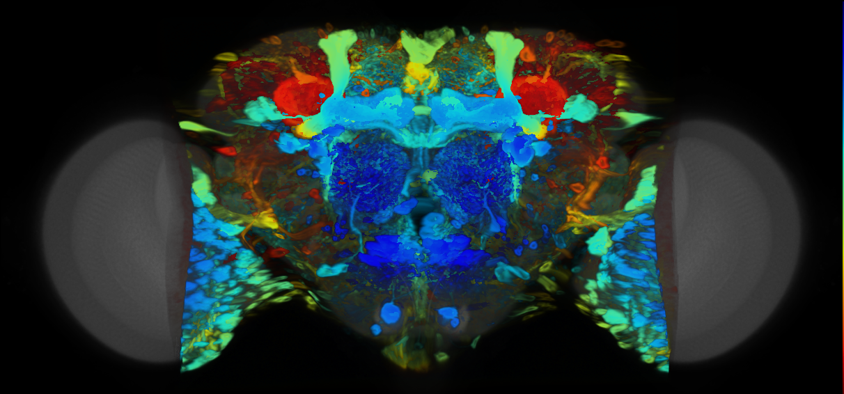 P{VT041296-GAL4} expression pattern