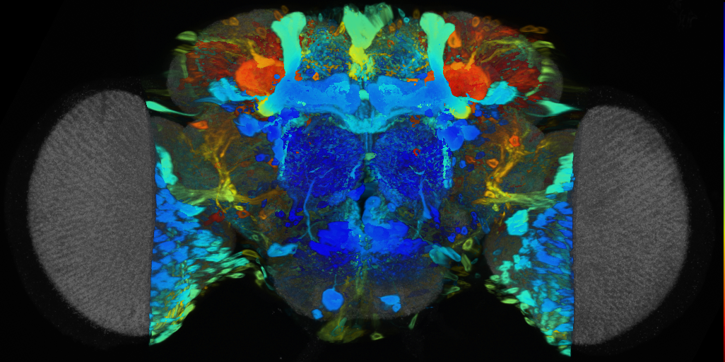 P{VT041296-GAL4} expression pattern