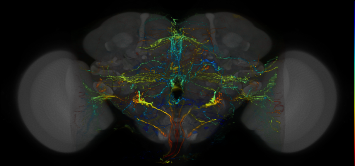 P{VT041300-GAL4} expression pattern