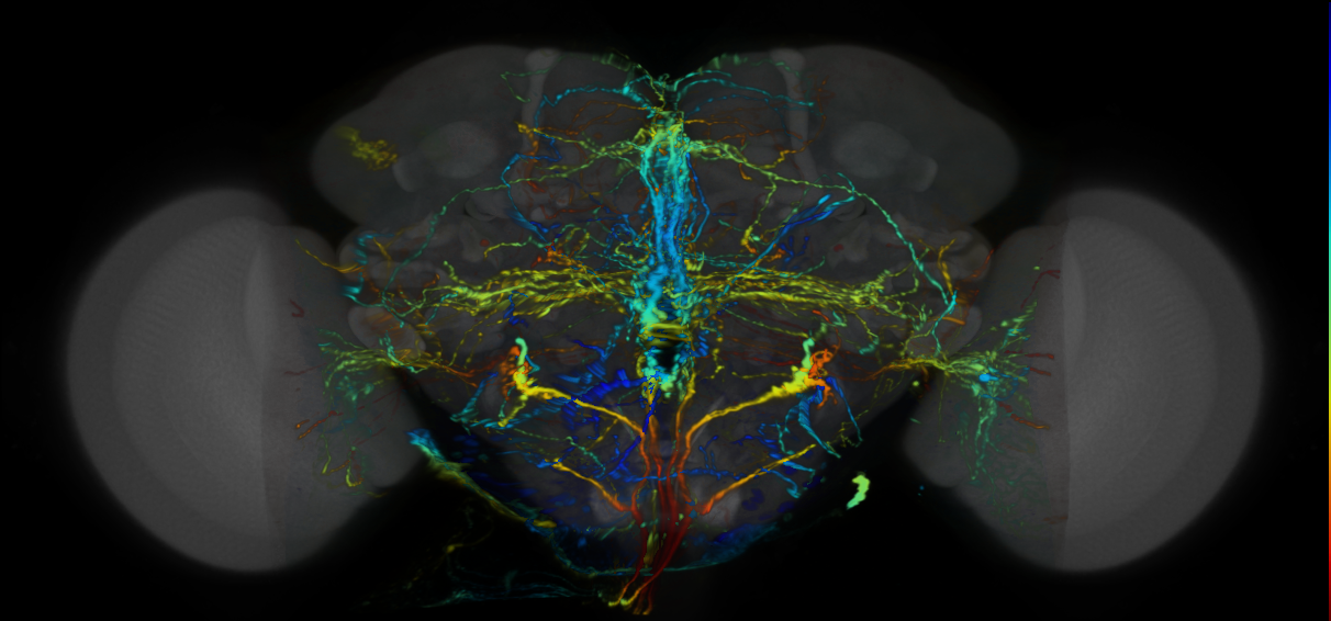 P{VT041300-GAL4} expression pattern