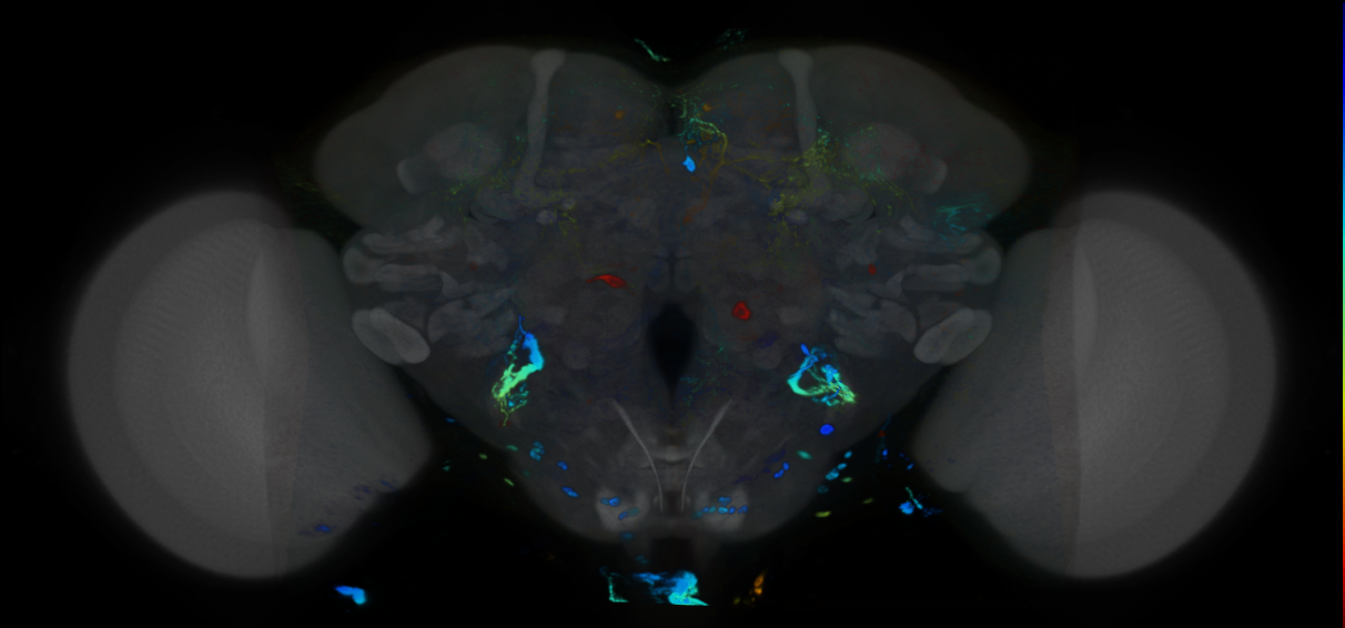 P{VT041302-GAL4} expression pattern
