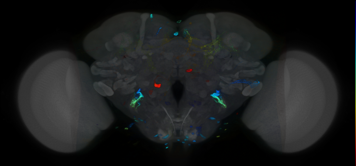P{VT041302-GAL4} expression pattern