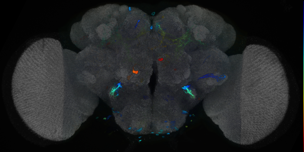 P{VT041302-GAL4} expression pattern