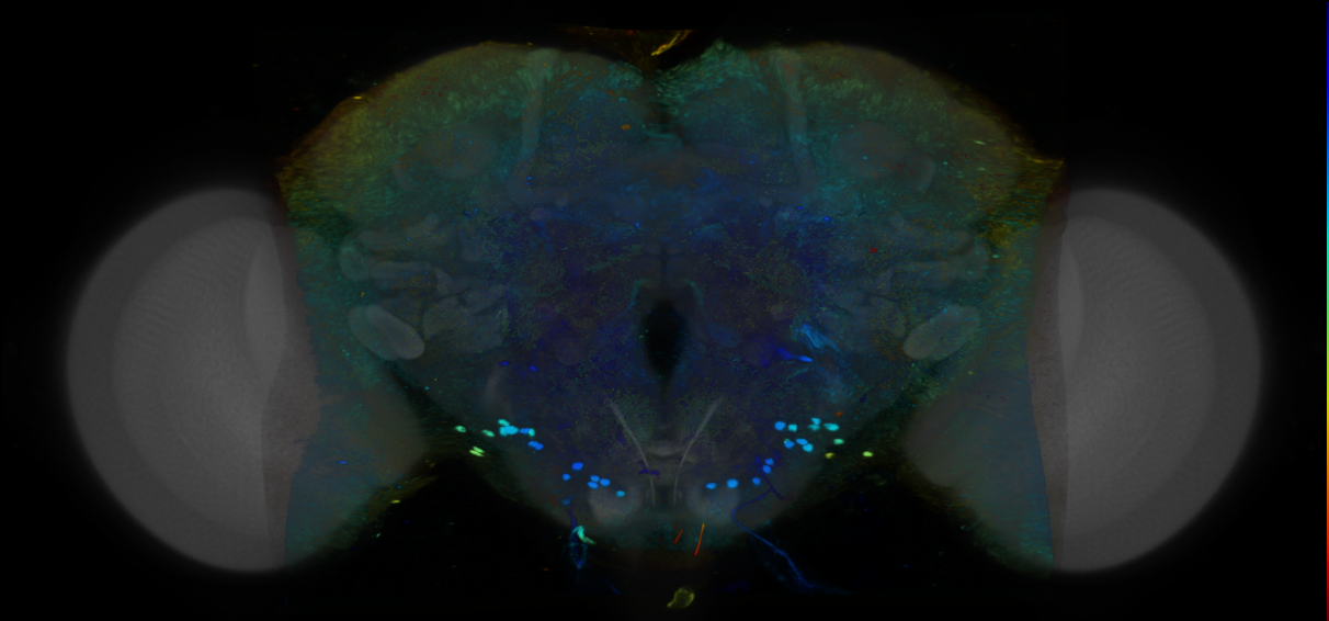 P{VT041303-GAL4} expression pattern