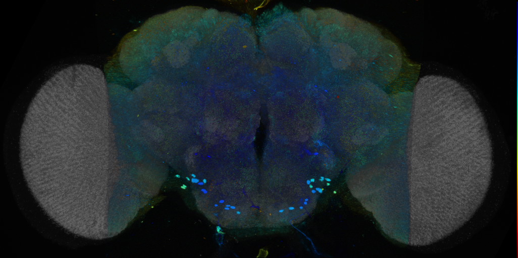 P{VT041303-GAL4} expression pattern