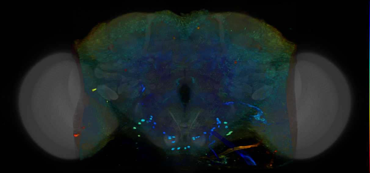P{VT041303-GAL4} expression pattern