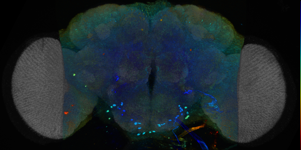 P{VT041303-GAL4} expression pattern