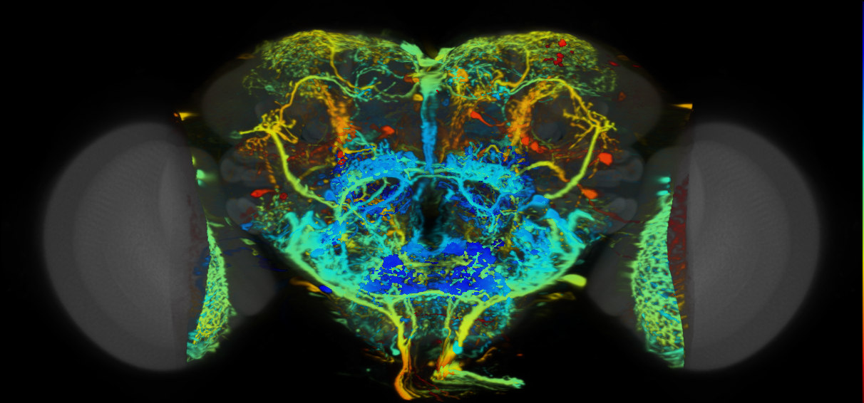 P{VT041362-GAL4} expression pattern