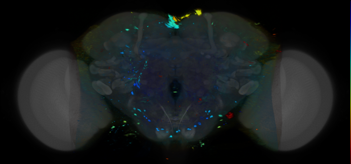P{VT041368-GAL4} expression pattern