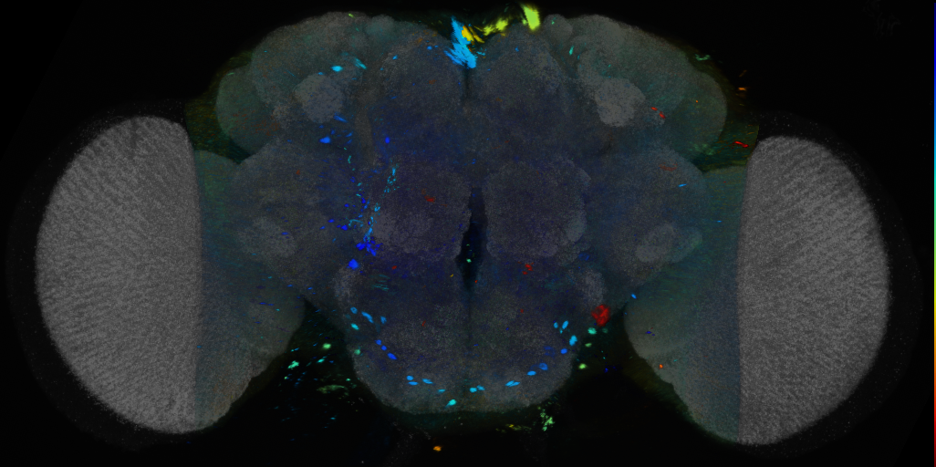 P{VT041368-GAL4} expression pattern