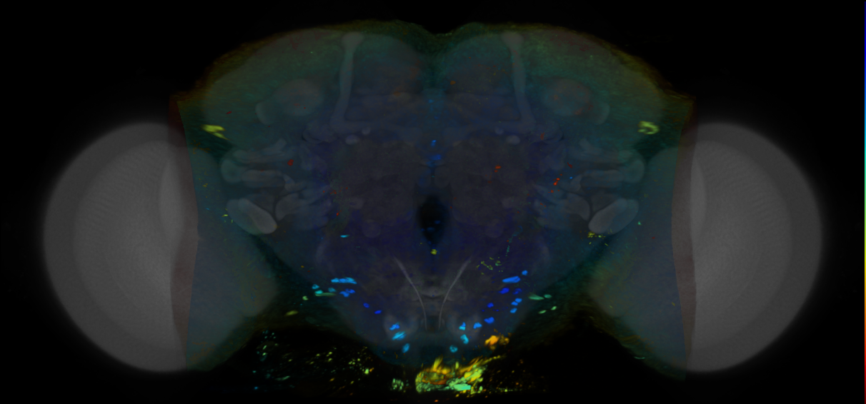 P{VT041373-GAL4} expression pattern
