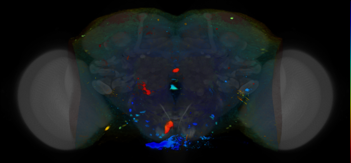 P{VT041373-GAL4} expression pattern