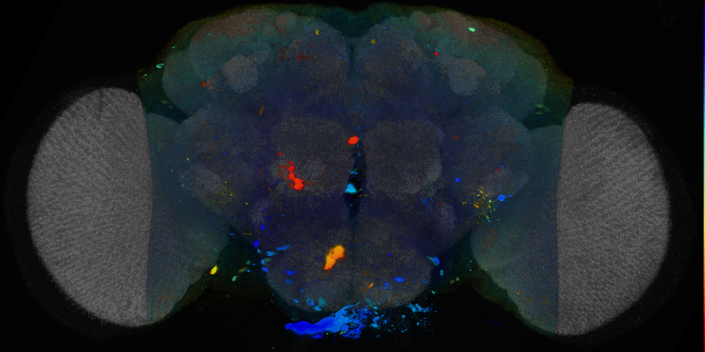 P{VT041373-GAL4} expression pattern