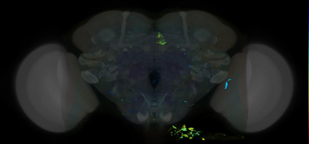 P{VT041376-GAL4} expression pattern