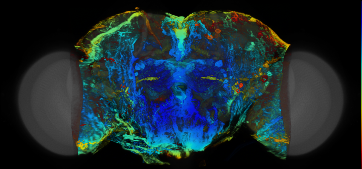 P{VT041381-GAL4} expression pattern