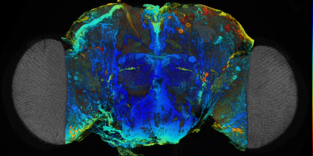 P{VT041381-GAL4} expression pattern