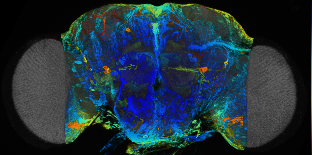 P{VT041381-GAL4} expression pattern