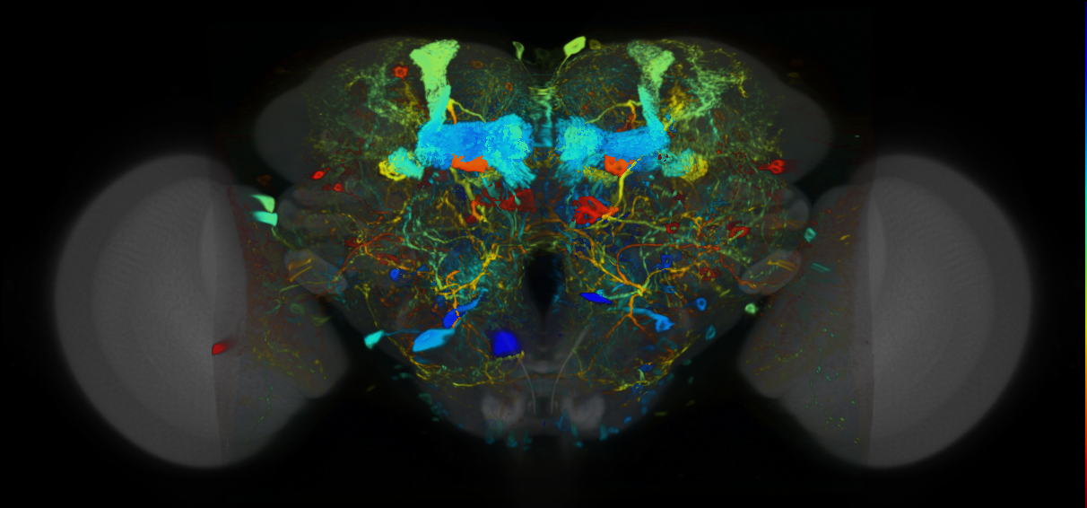 P{VT041385-GAL4} expression pattern