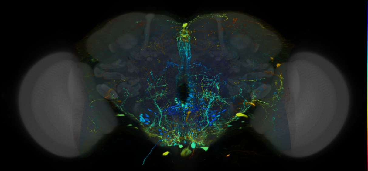 P{VT041391-GAL4} expression pattern