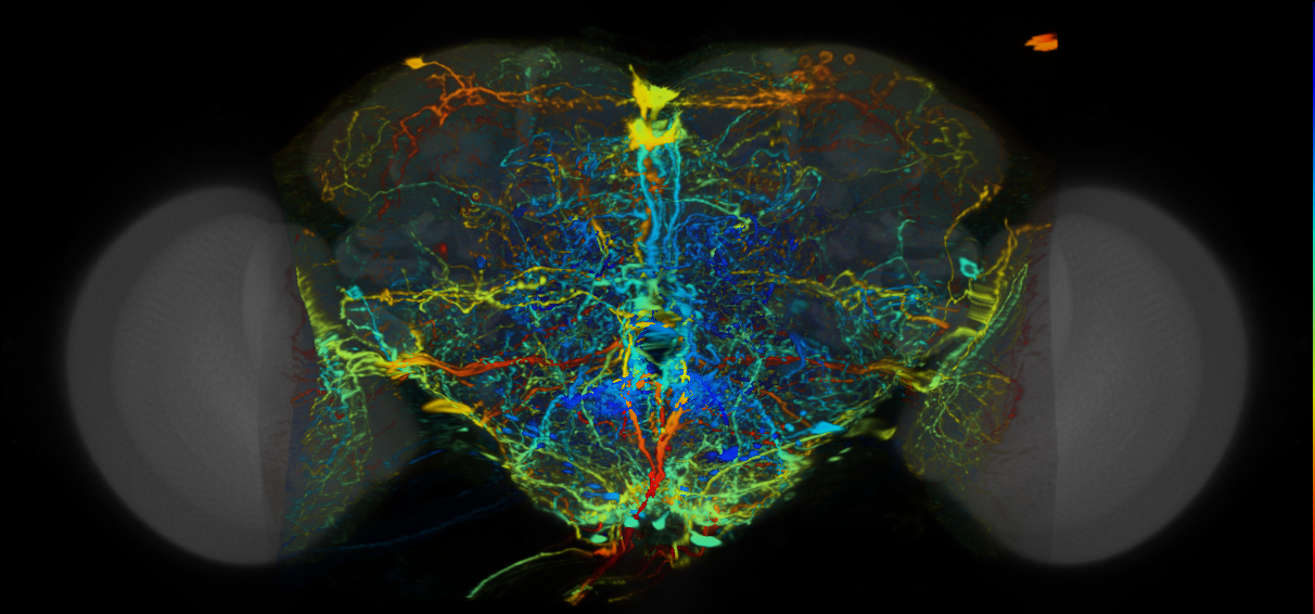 P{VT041391-GAL4} expression pattern