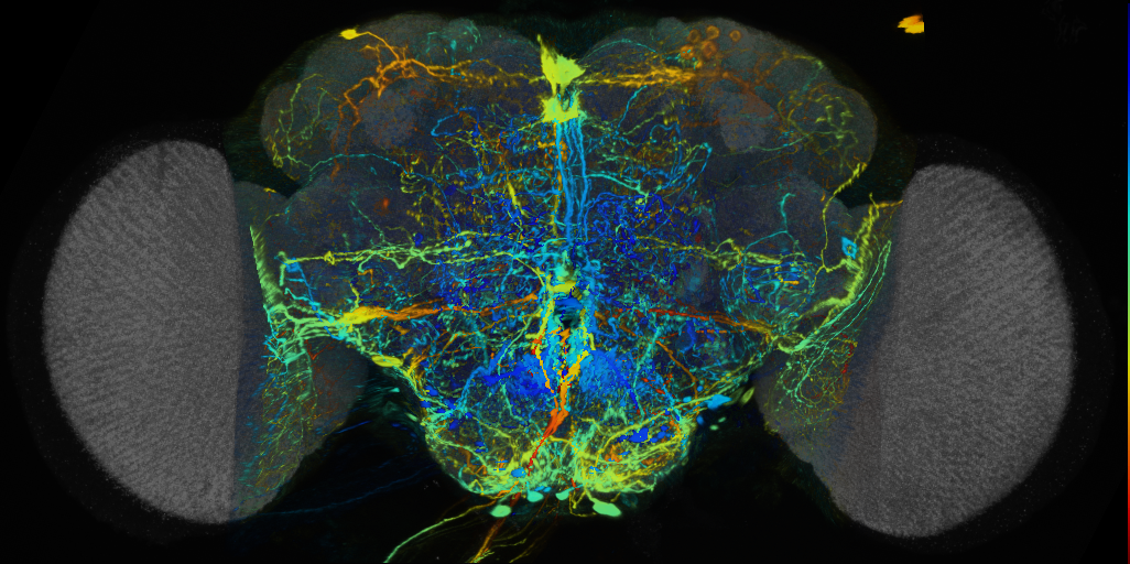 P{VT041391-GAL4} expression pattern