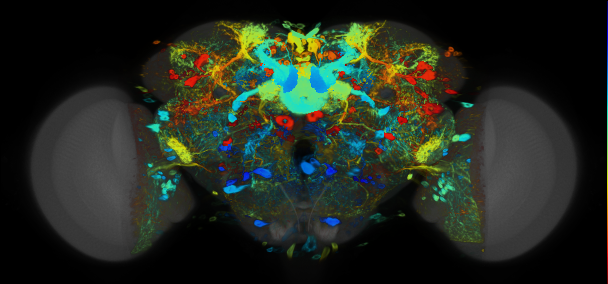 P{VT041426-GAL4} expression pattern