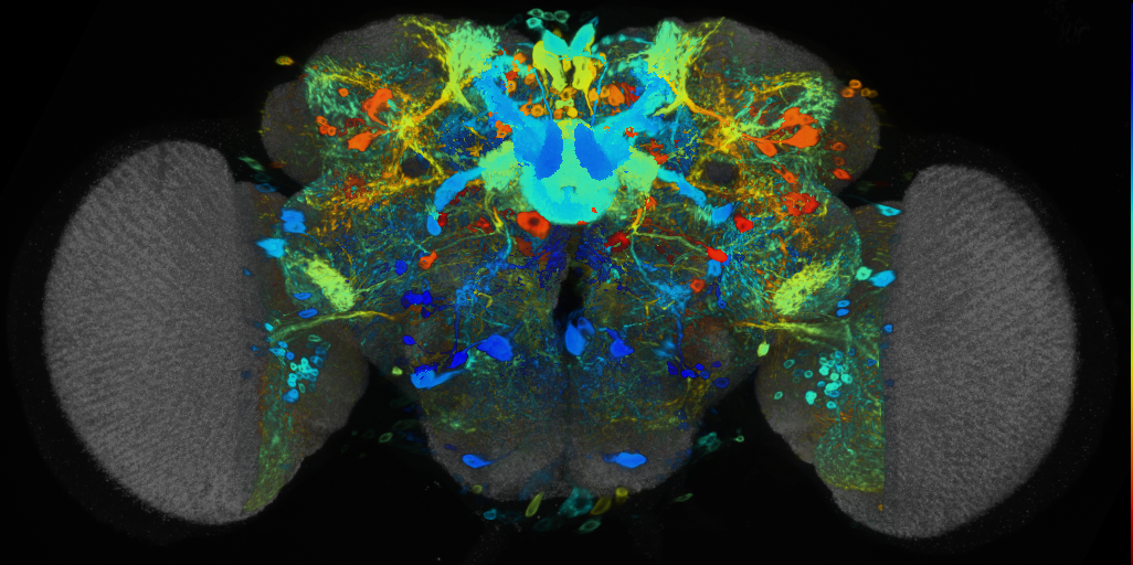 P{VT041426-GAL4} expression pattern