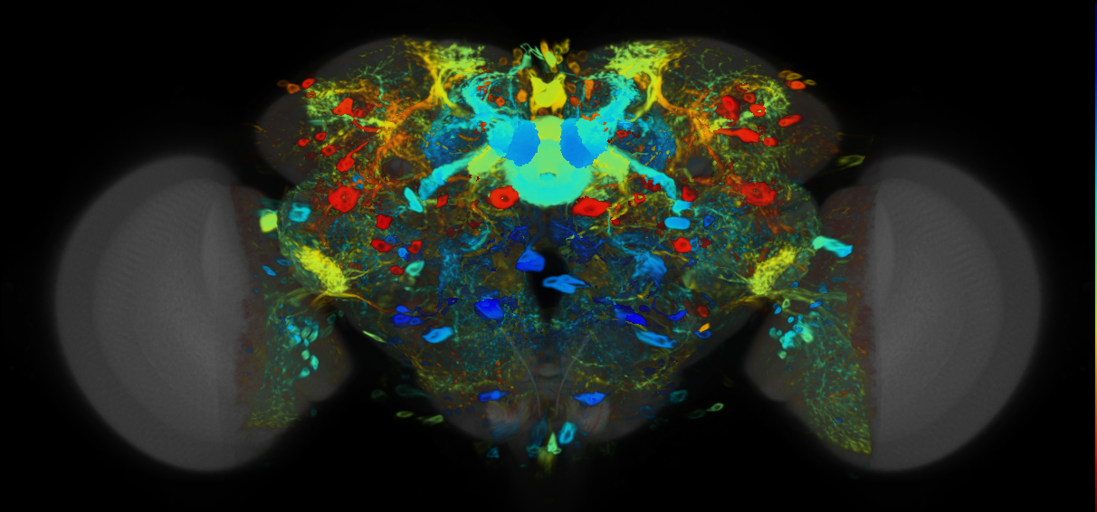 P{VT041426-GAL4} expression pattern