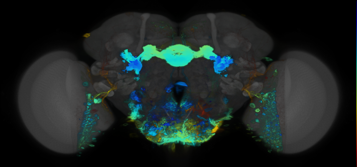 P{VT041659-GAL4} expression pattern
