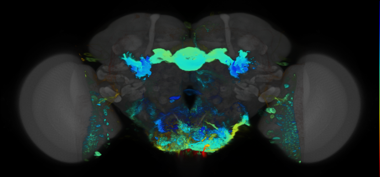 P{VT041659-GAL4} expression pattern