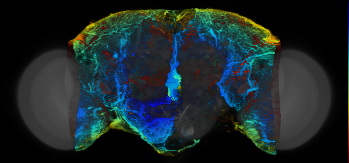 P{VT041716-GAL4} expression pattern