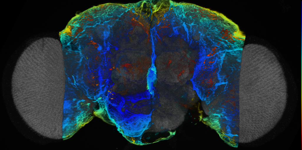 P{VT041716-GAL4} expression pattern