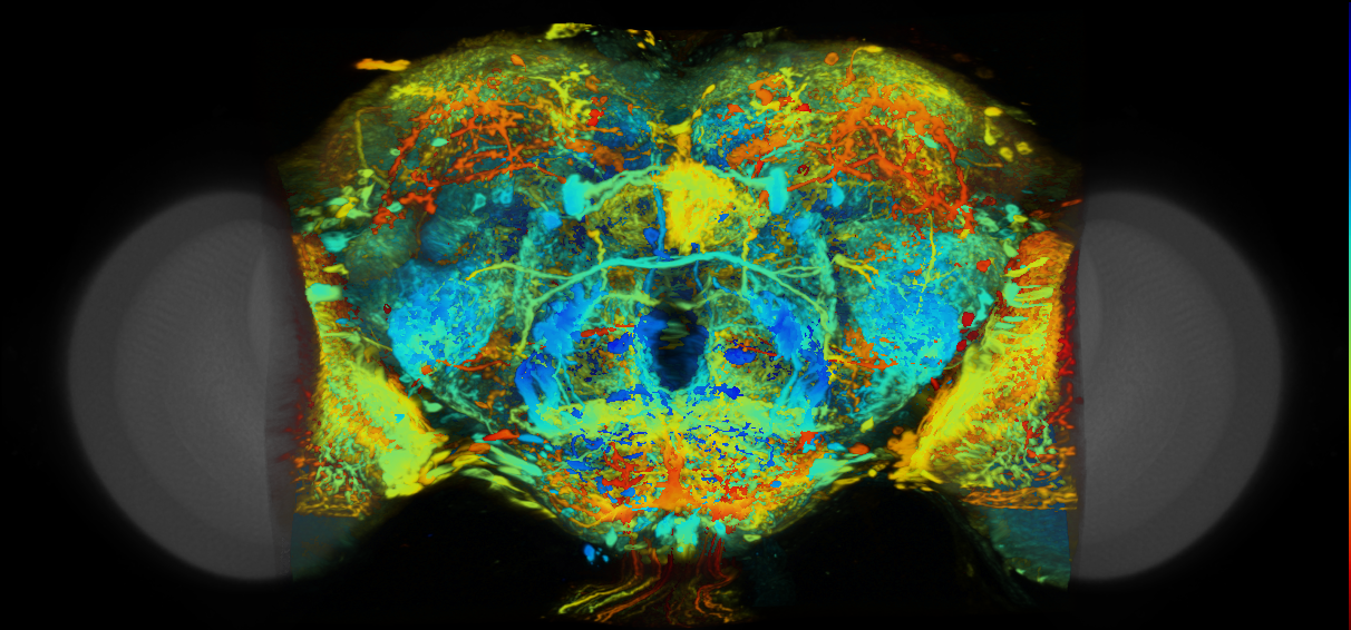 P{VT041890-GAL4} expression pattern