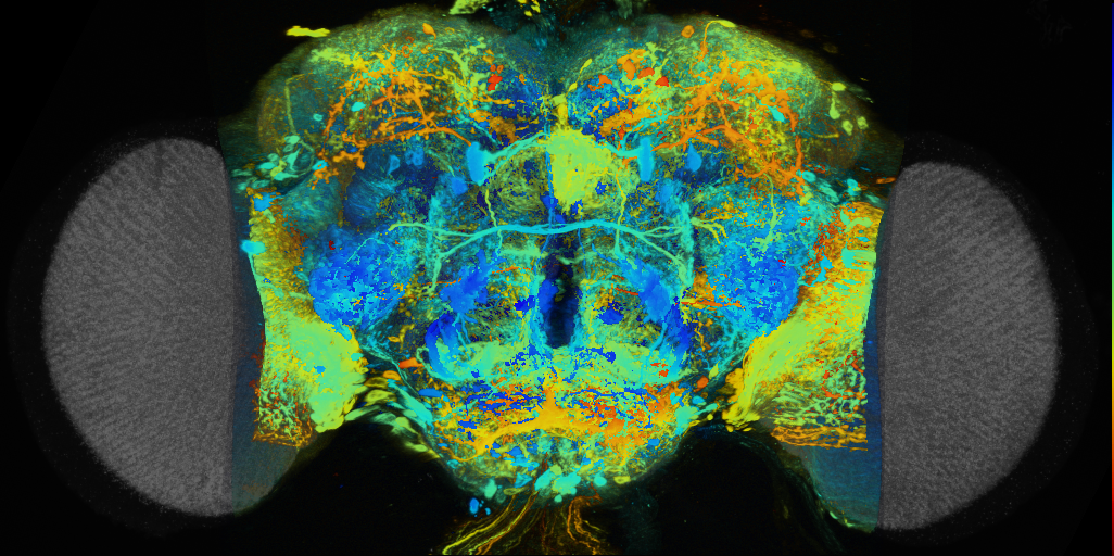 P{VT041890-GAL4} expression pattern