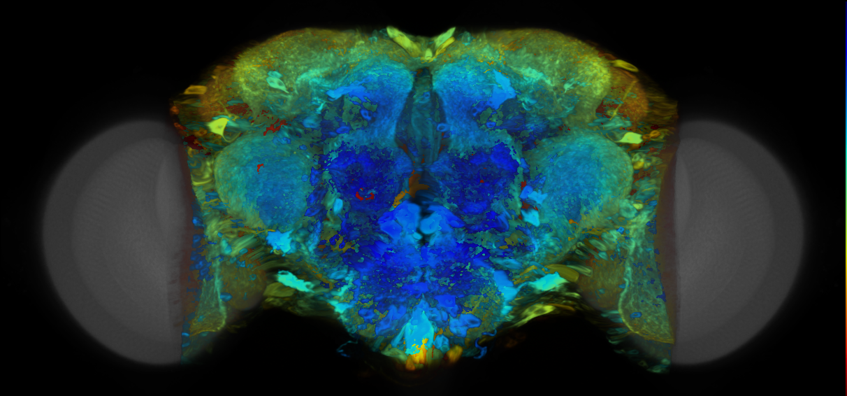 P{VT041896-GAL4} expression pattern