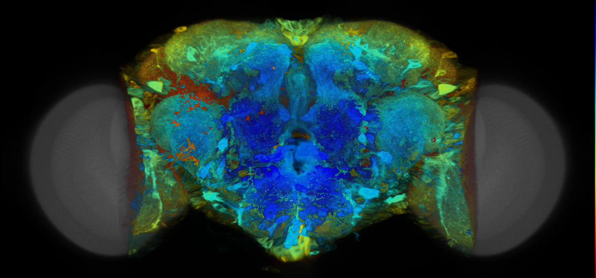 P{VT041896-GAL4} expression pattern