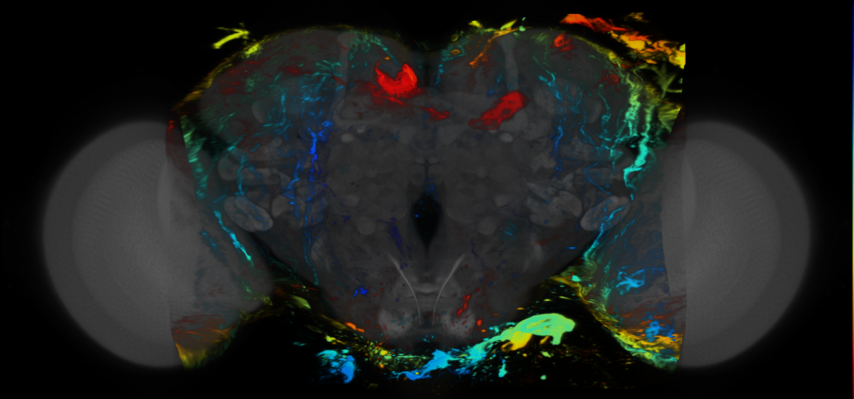 P{VT042349-GAL4} expression pattern