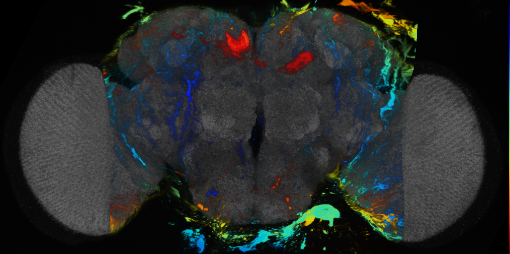 P{VT042349-GAL4} expression pattern