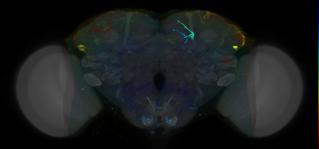 P{VT042351-GAL4} expression pattern