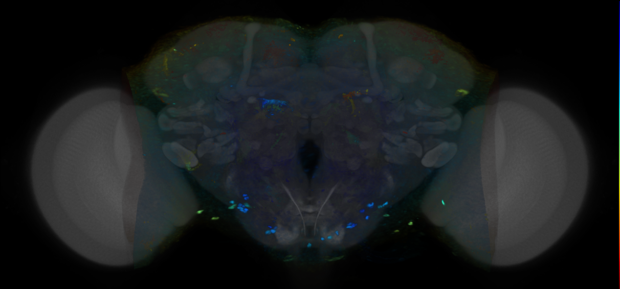 P{VT042351-GAL4} expression pattern