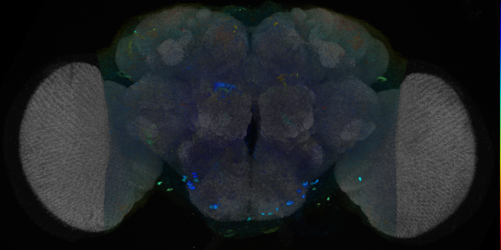 P{VT042351-GAL4} expression pattern