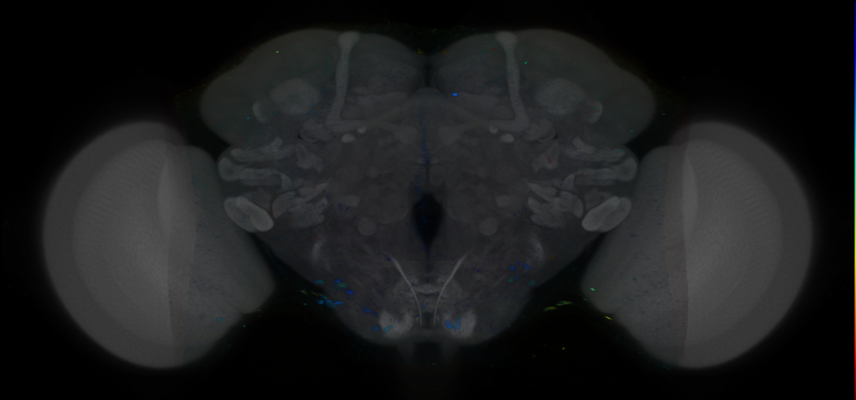P{VT042354-GAL4} expression pattern