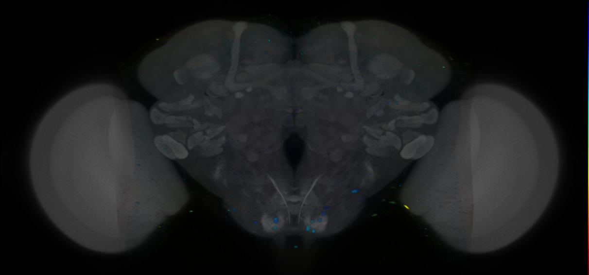 P{VT042354-GAL4} expression pattern