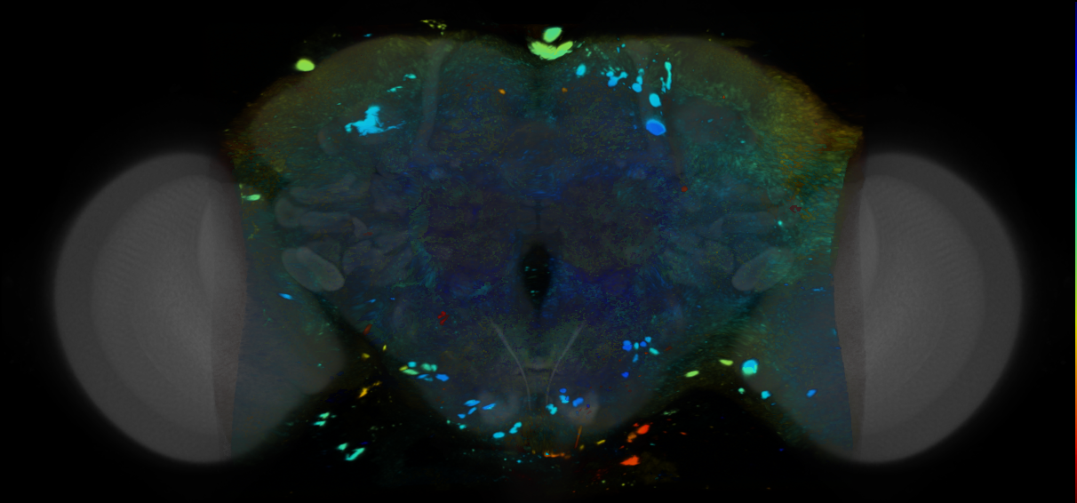 P{VT042371-GAL4} expression pattern