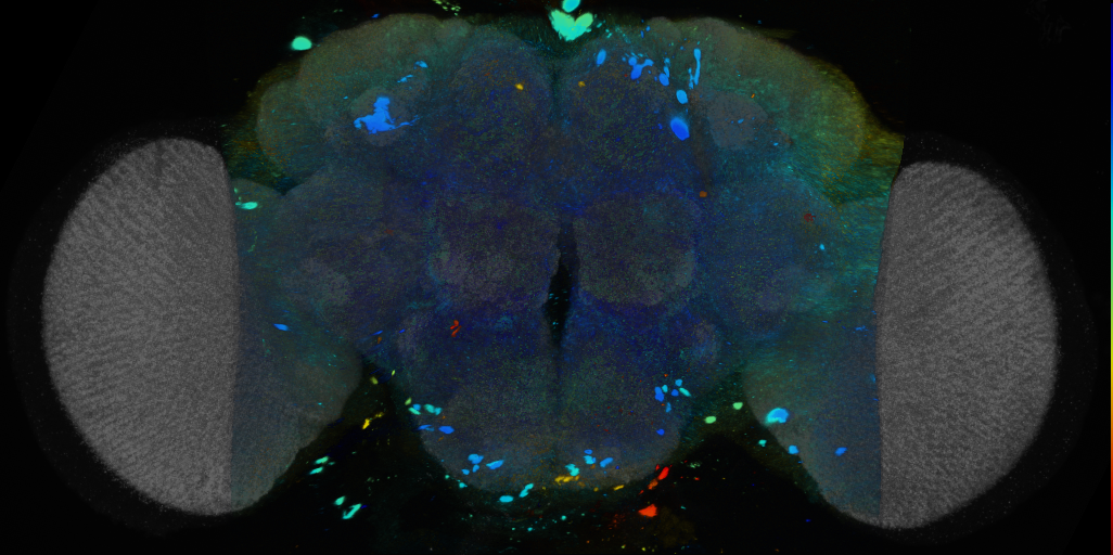 P{VT042371-GAL4} expression pattern