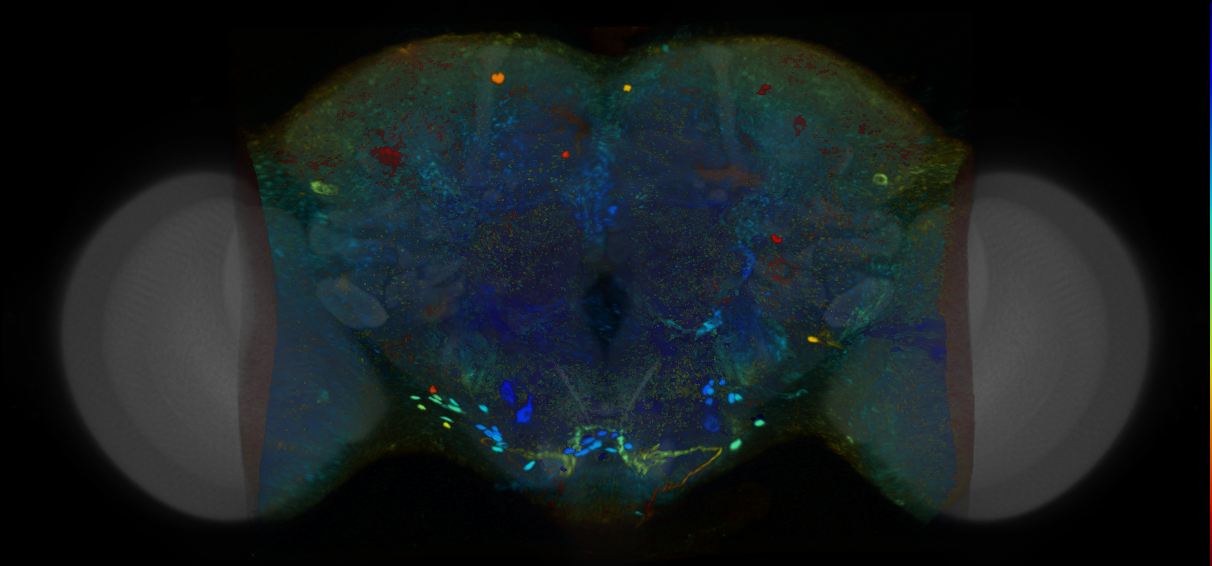 P{VT042374-GAL4} expression pattern