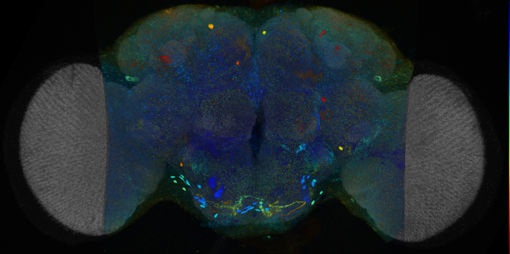 P{VT042374-GAL4} expression pattern