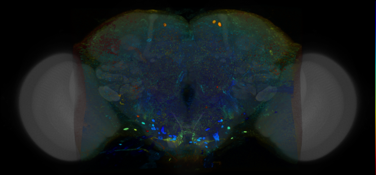 P{VT042374-GAL4} expression pattern