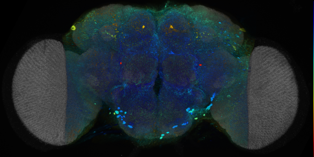 P{VT042477-GAL4} expression pattern
