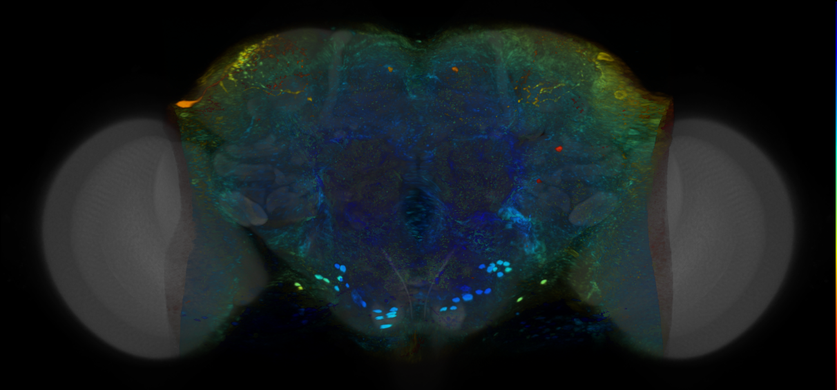P{VT042477-GAL4} expression pattern